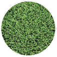 Grass Seed