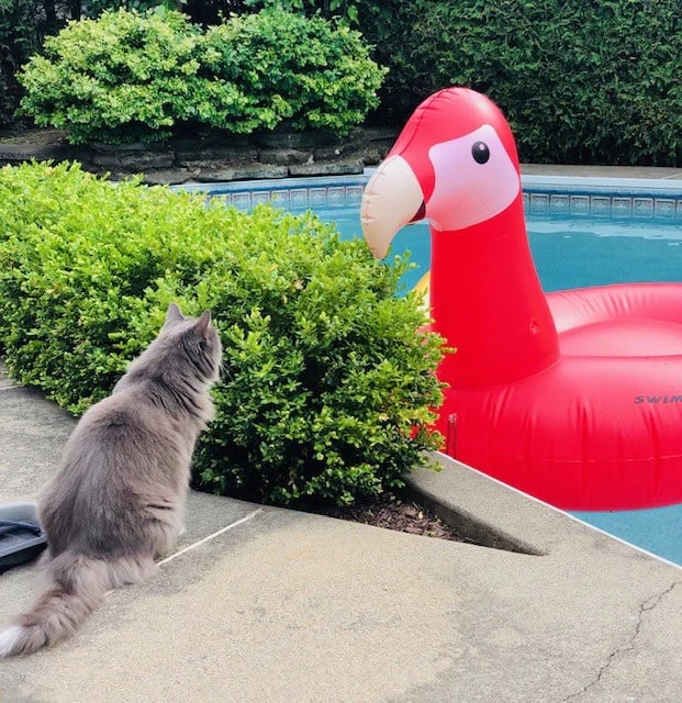 Swimline Giant Parrot Ride-On Pool Float | 90629 image 3